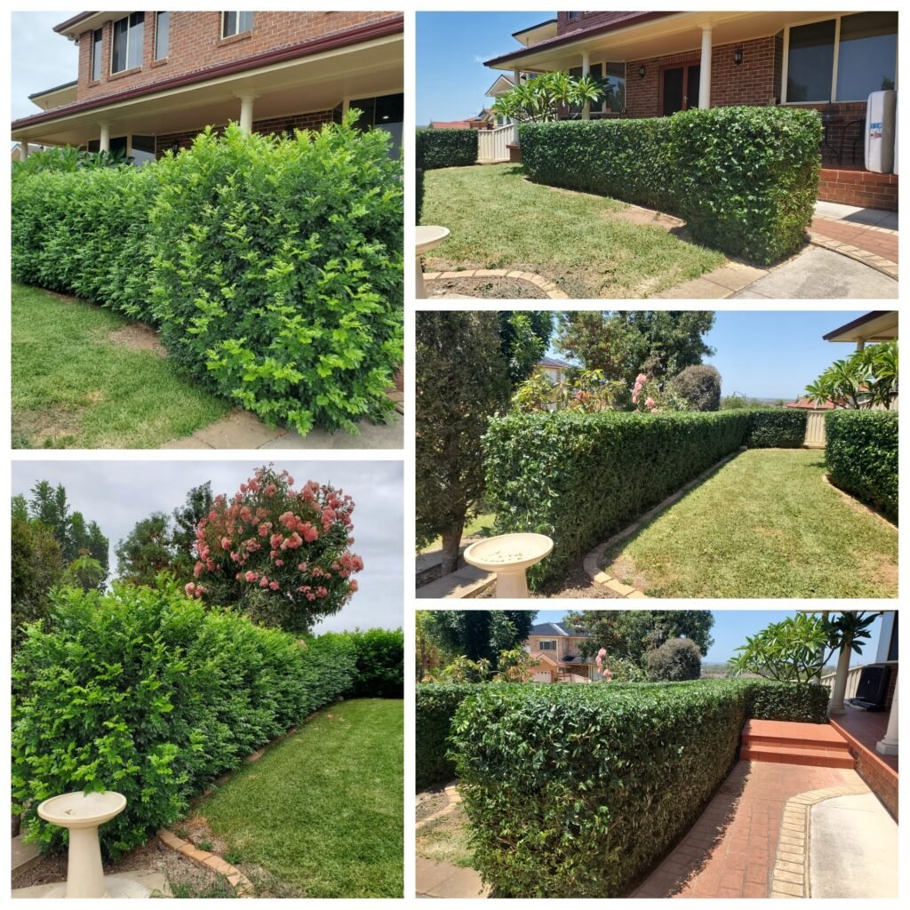 Hedge Trimming