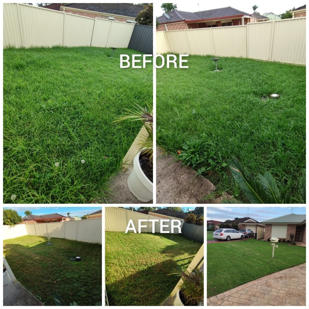 medium lawn After1